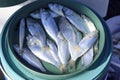 Freshly caught fish in a bucket of water at the Istanbul Royalty Free Stock Photo