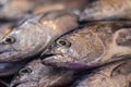 Freshly caught fish on the counter of a fishmonger in Kuala Lumpur, Malaysia. The catch of the day from the morning is sold fresh Royalty Free Stock Photo