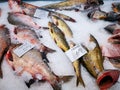 Freshly caught fish on ice Royalty Free Stock Photo