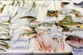 Freshly Caught Fish On Ice For Sale In The Greek Fish Market