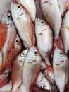 Freshly caught fish Pagellus bogaraveo for sale in Athens Greece market Royalty Free Stock Photo