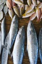 Freshly caught fish on the shelf. Street market in Sri Lanka. Vertical photo Royalty Free Stock Photo