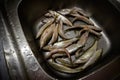 Freshly caught fish in the sink.