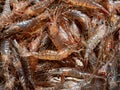 freshly caught Galician shrimp or common prawn (Palaemon serratus) Royalty Free Stock Photo