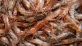 freshly caught Galician shrimp or common prawn (Palaemon serratus) Royalty Free Stock Photo