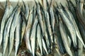 A freshly caught garfish lies on the ice on the counter.