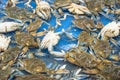 Live slue crabs at supermarket in Houston, Texas, USA Royalty Free Stock Photo