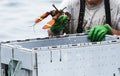 Maine Lobster being sorted into bins at the end of the day Royalty Free Stock Photo