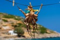 Freshly caught Octopus drying in the summer sun Royalty Free Stock Photo