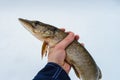 Freshly caught pike fish in hand, fisherman success. Winter ice fishing.