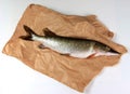 Freshly caught pike on a paper background Royalty Free Stock Photo