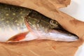 Freshly caught pike on a paper background Royalty Free Stock Photo