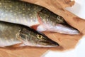 Freshly caught pike on a paper background Royalty Free Stock Photo