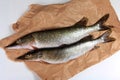 Freshly caught pike on a paper background Royalty Free Stock Photo