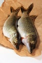 Freshly caught pike on a paper background Royalty Free Stock Photo