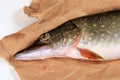 Freshly caught pike on a paper background Royalty Free Stock Photo