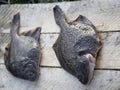 Freshly caught plaice. The Pacific ocean, Kamchatka Royalty Free Stock Photo