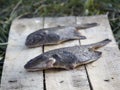 Freshly caught plaice. The Pacific ocean, Kamchatka Royalty Free Stock Photo