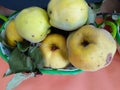 Freshly caught quinces in autumn