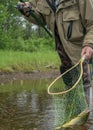 A freshly caught rainbow trout lies in the angler& x27;s landing net. Royalty Free Stock Photo