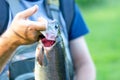 a freshly caught rainbow trout presented by an trout angler, fisherman holding the fish by the gills Royalty Free Stock Photo