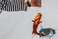 Close-up of red coral grouper in the hands of a fisherman. Royalty Free Stock Photo