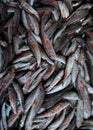 Freshly caught red mullet fish. Texture, background Royalty Free Stock Photo