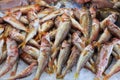 Freshly caught red mullet fishes or Mullus barbatus on the counter in a greek fish shop.