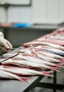 Freshly caught red snapper fish lined up for processing in a commercial seafood kitchen Royalty Free Stock Photo