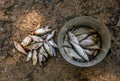 Freshly caught river fish in a bucket on the lake