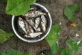 Freshly caught river fish close-up