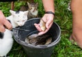 Freshly caught river fish crucian carp. A man cleans fish from scales. Cats are waiting to be fed guts. Preparing fish