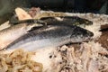 Freshly caught salmon fish or Salmo salar next to European squids Loligo vulgaris and striped prawns on the stall in the