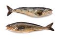Freshly caught sea fish Arabesque greenling bass Royalty Free Stock Photo
