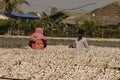 Freshly caught sea fish drying up at Frezerganj, West Bengal, India for export purpose