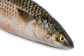 Freshly caught sea fish Mullet Royalty Free Stock Photo