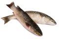 Freshly caught sea fish Mullet Royalty Free Stock Photo