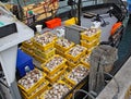 Freshly caught seafood packed into yellow plastic containers