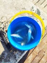 freshly caught small fish in a bucket while fishing Royalty Free Stock Photo