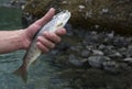 Freshly caught small rainbow trout fish in a fisherman hand. Before letting go, Norway Royalty Free Stock Photo