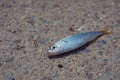 A freshly caught small sea fish lies on a stone embankment Royalty Free Stock Photo