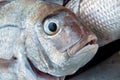 Freshly caught snapper fish Royalty Free Stock Photo