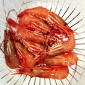 Freshly caught spot prawns from the Straits of Juan de Fuca Royalty Free Stock Photo