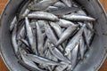 Freshly caught sprat fish in a pan Royalty Free Stock Photo