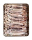 Freshly caught squid Royalty Free Stock Photo