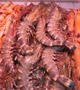 Freshly caught Tiger prawns Royalty Free Stock Photo