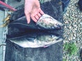 Freshly caught two pieces of Coalfish on board. Royalty Free Stock Photo