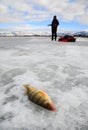 Ice fishing for yellow perch Royalty Free Stock Photo