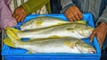 Freshly caught yellowtail fish on blue. Royalty Free Stock Photo