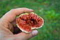 Freshly chopped figs from the branch
